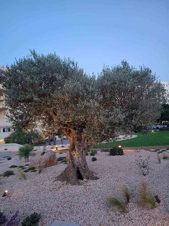 Gartenanlage Hipotels Mediterraneo Club