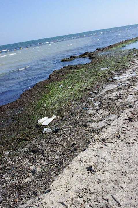 Algenplage Hotel Rosa Beach