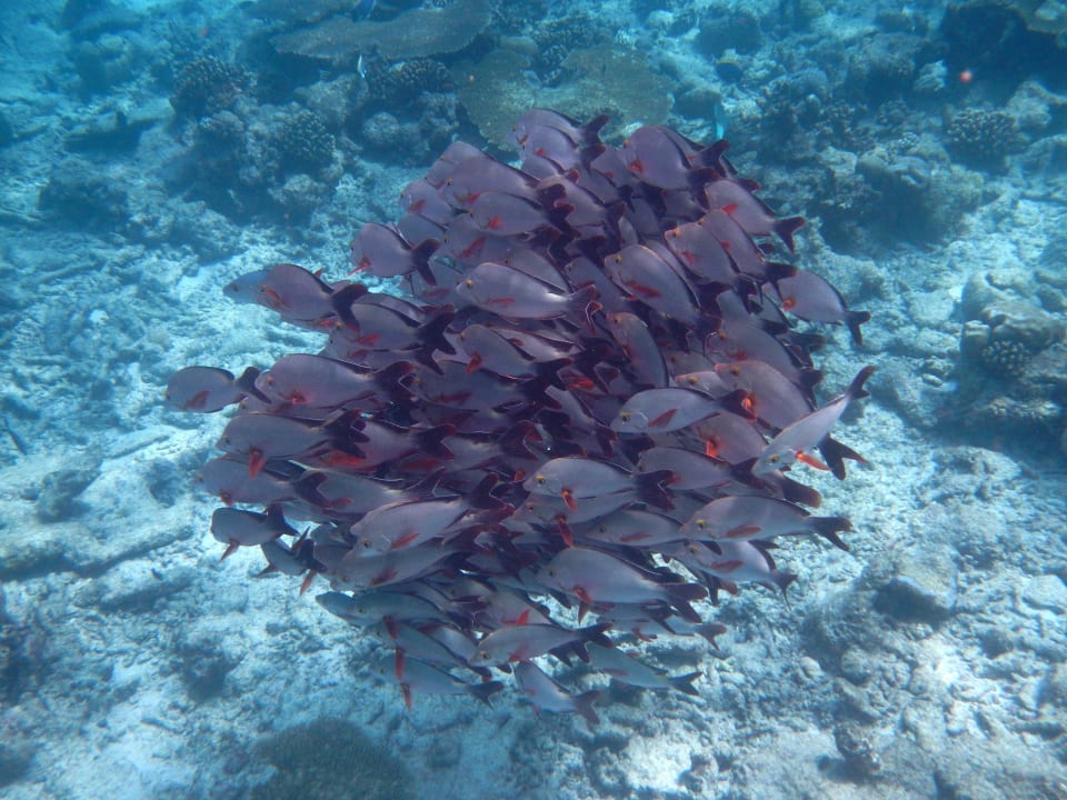Schnorcheln Kuramathi Maldives