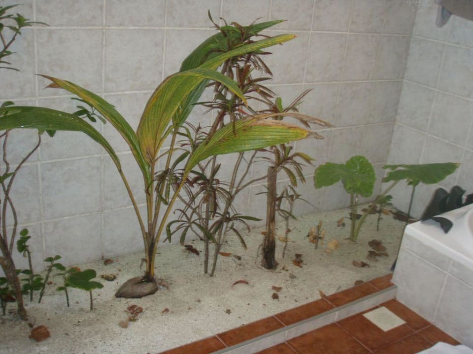Pflanzen im Bad NH Collection Maldives Reethi Resort