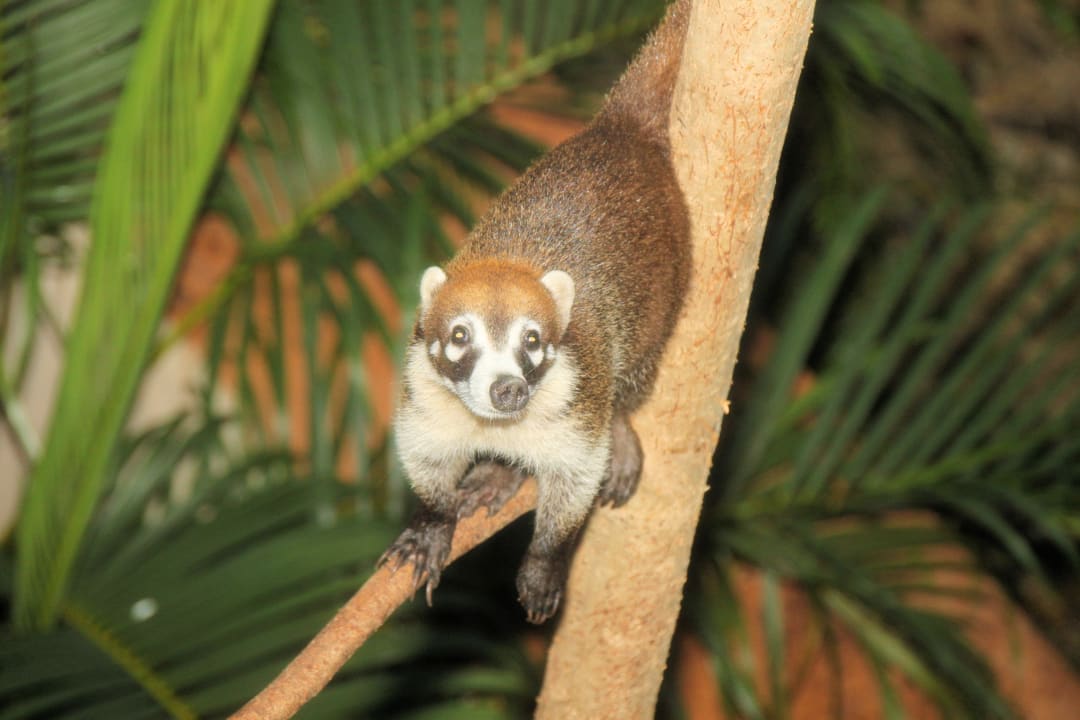 Nasenbären-Fütterung Sandos Playacar Select Club Adults only - All Inclusive