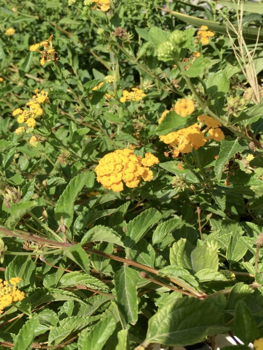 Gartenanlage Le Roccette Mare Beach Hotel & Restaurant