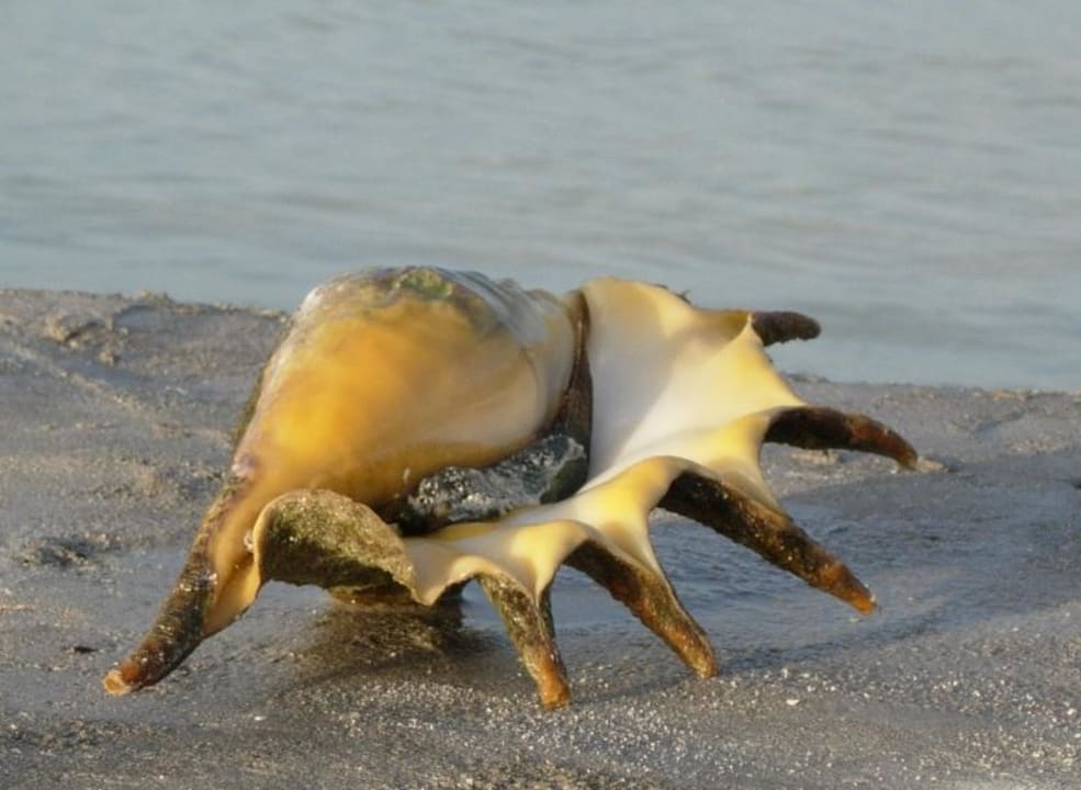 Eine Riesenmuschel Baros Maldives Resort