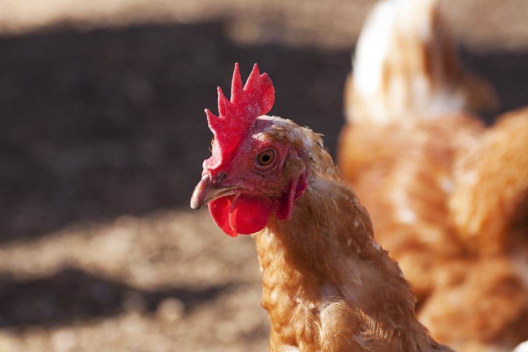Sonstiges Residenze Di Campagna San Giuliano