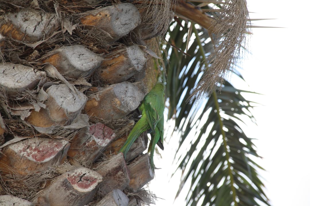 Direkt vor unserem Balkon Aparthotel Costa Mar