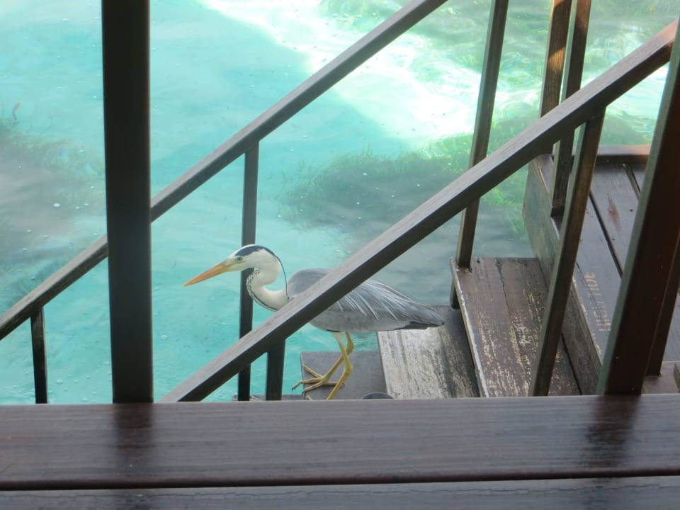 Ein Reiher auf der Treppe der Ocean Villa Adaaran Select Hudhuran Fushi - Premium All Inclusive