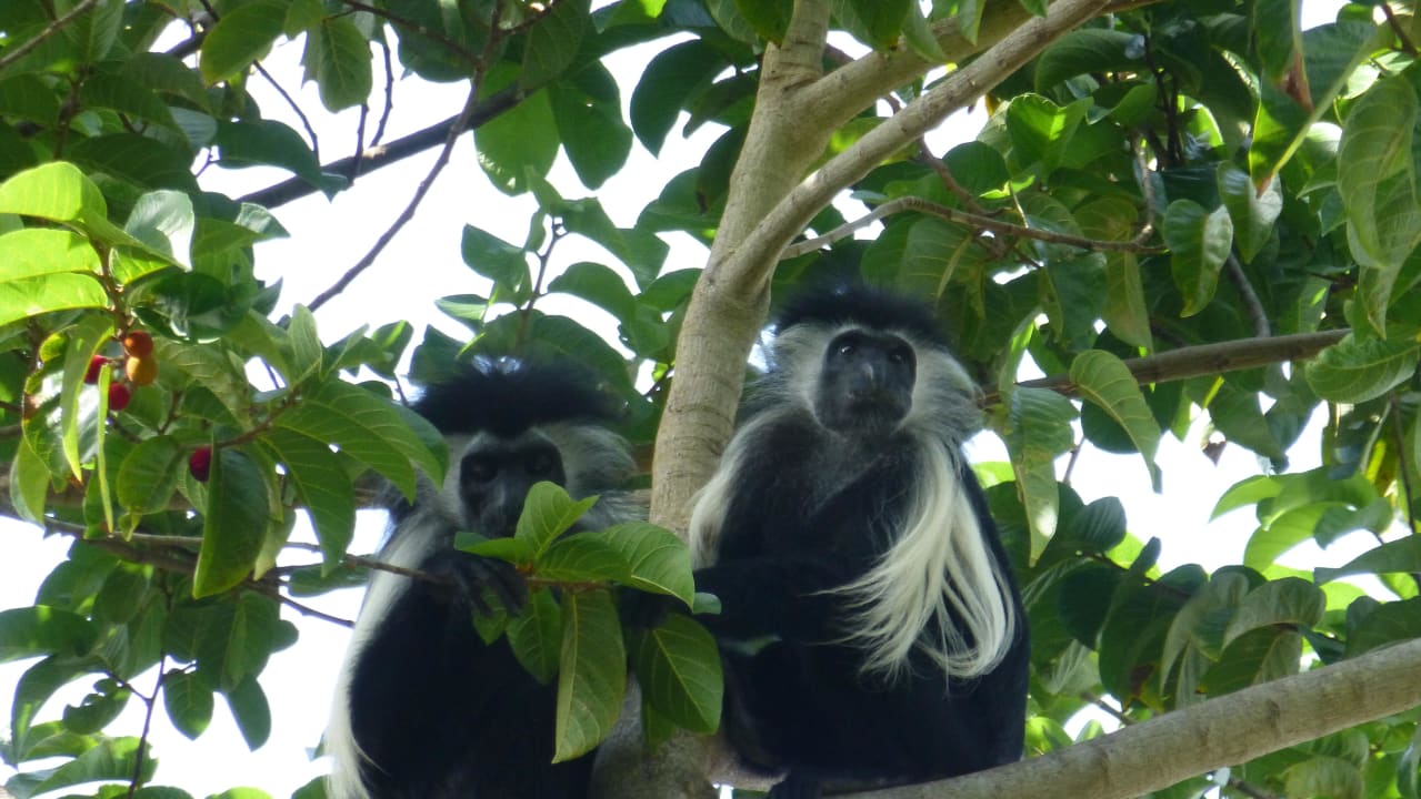 Lustige Gesellen Baobab Beach Resort & Spa