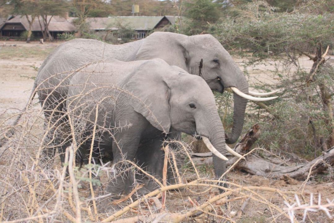 Direkt vor der Lodge Ol Tukai Lodge