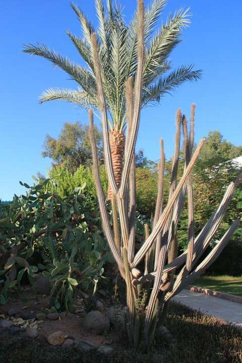 Kaktus  Ghazala Gardens