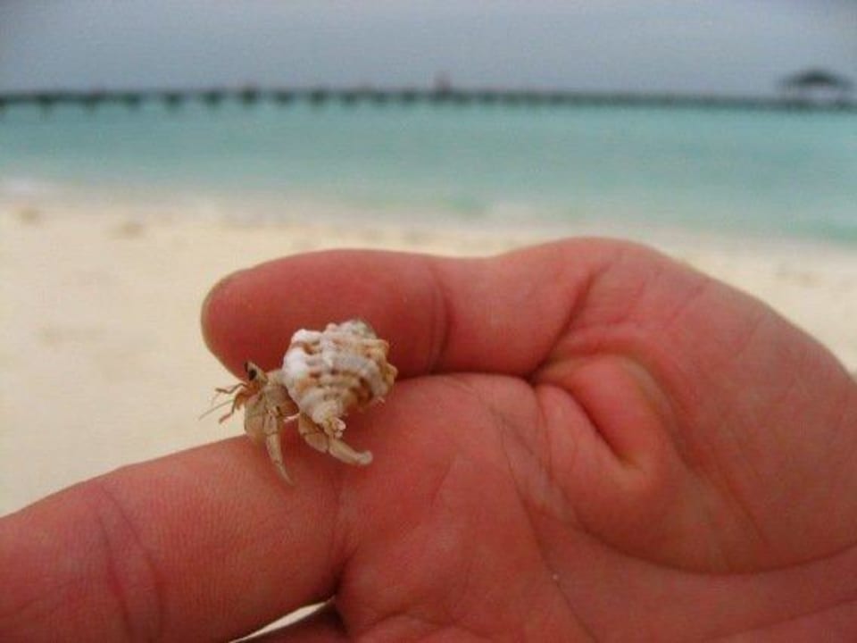 Krab Villa Park Sun Island