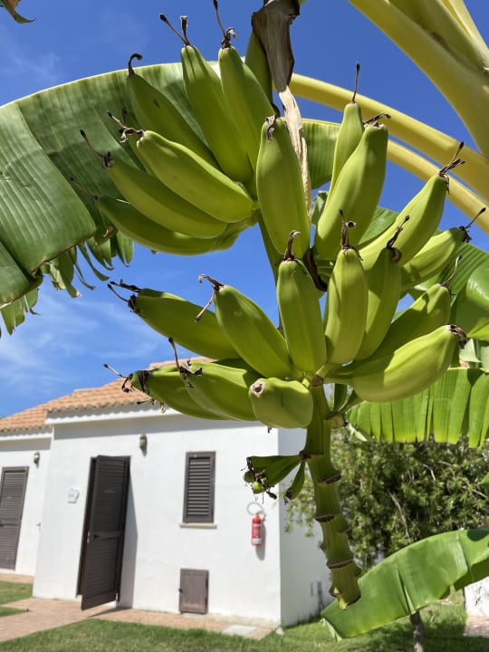 Zimmer VOI Le Muse Essentia