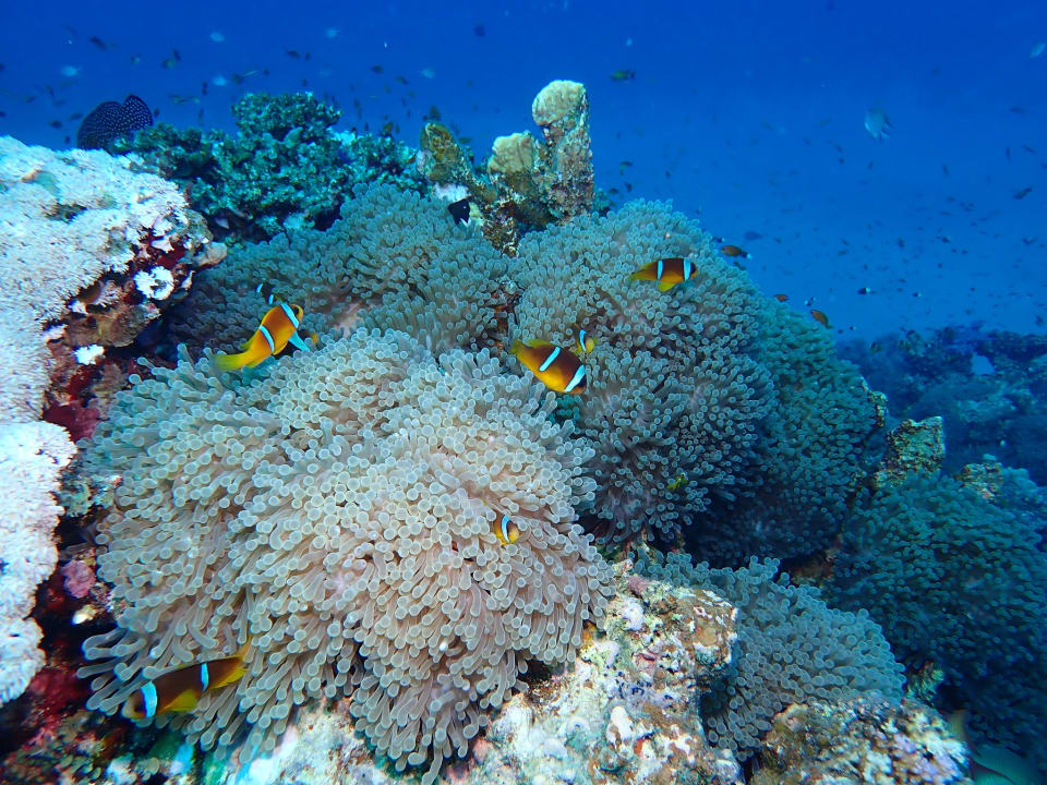 Sport & Freizeit Shams Alam Beach Resort