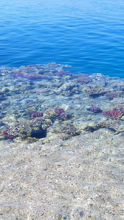 Strand Marina Resort Port Ghalib, a member of Radisson Individuals