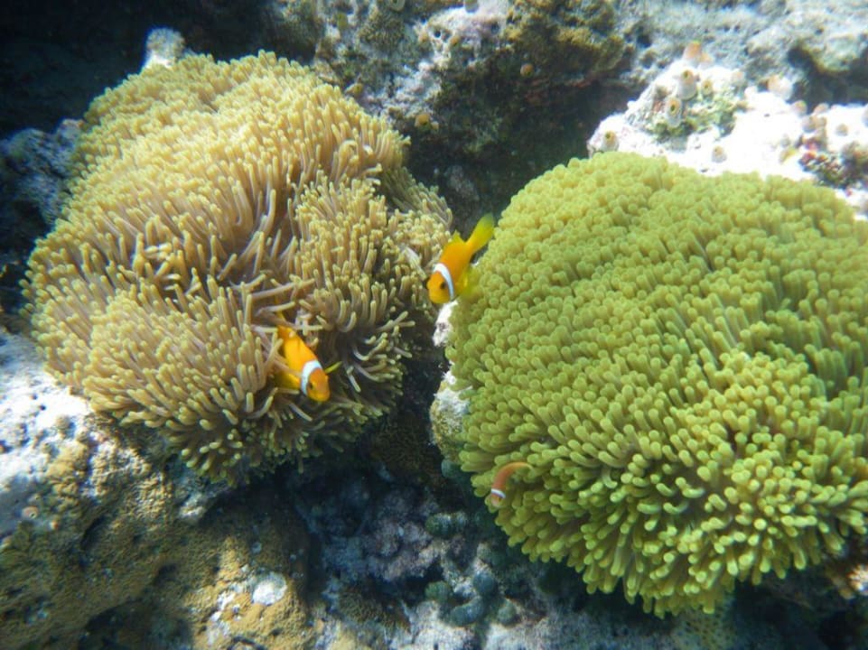 Anemonenfische Biyadhoo Island Resort