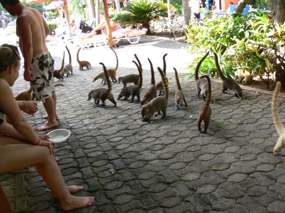 Noch mehr Nasenbären Hotel Riu Tequila