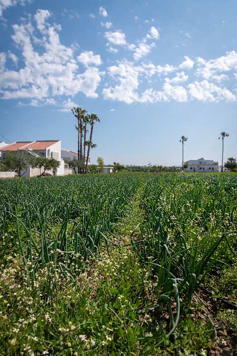Gartenanlage Ilios K Village Resort