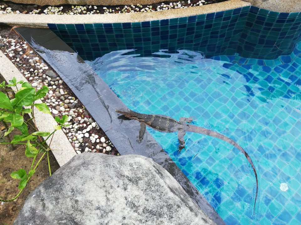 Sonstiges Moracea by Khao Lak Resort