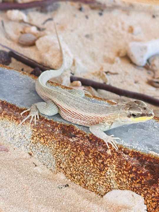 Strand Grand Palladium Punta Cana Resort & Spa