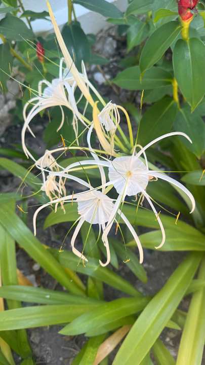 Außenansicht Novotel Rayong Rim Pae Resort