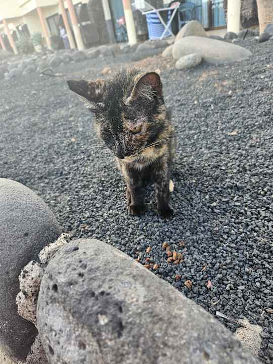 Sonstiges SBH Hotel Royal Monica