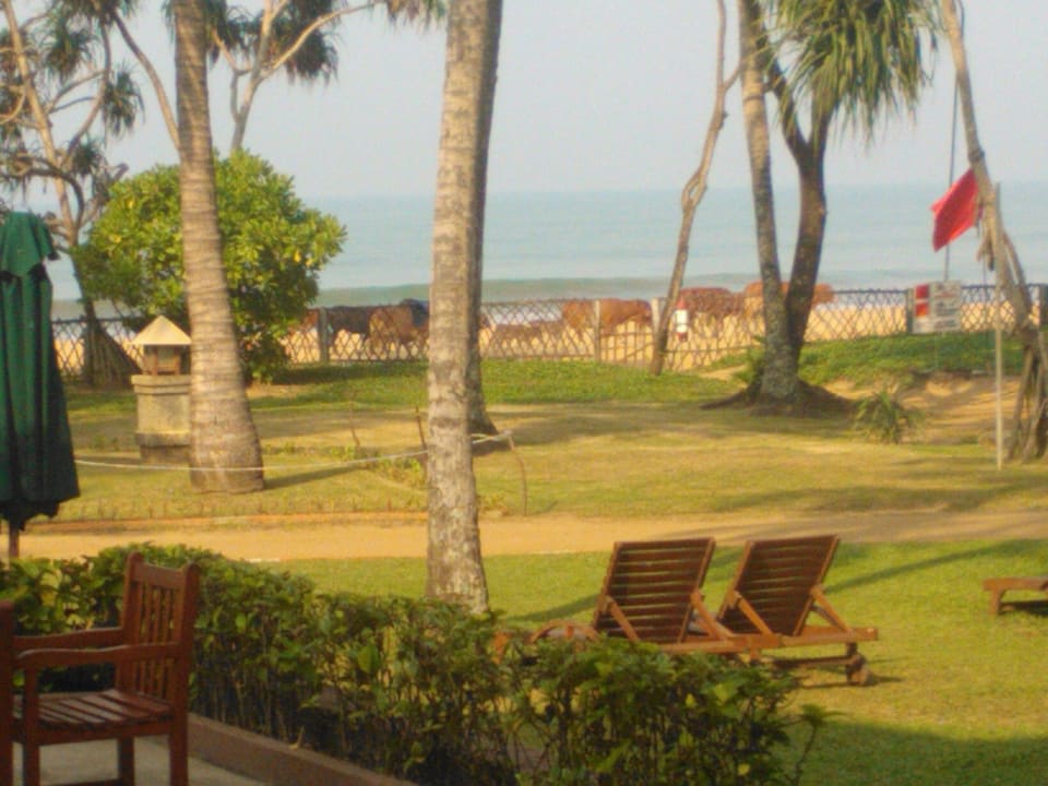 Liegebereich mit Blick auf´s Meer mit Kuhherde Royal Palms Beach Hotel