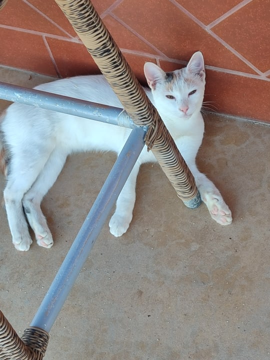 Sonstiges Bella Beach Hotel