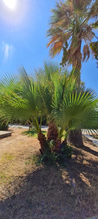 Gartenanlage Civitel Creta Beach