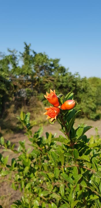 Gartenanlage Finca Can Gamundi