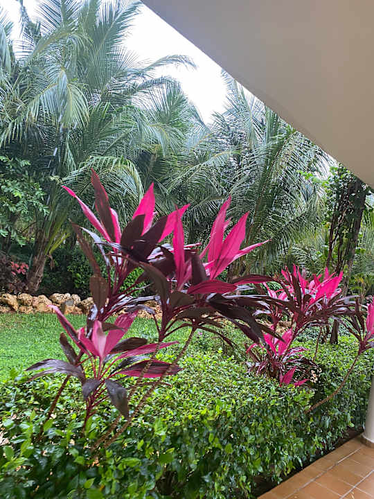 Gartenanlage Hotel Riu Jambo