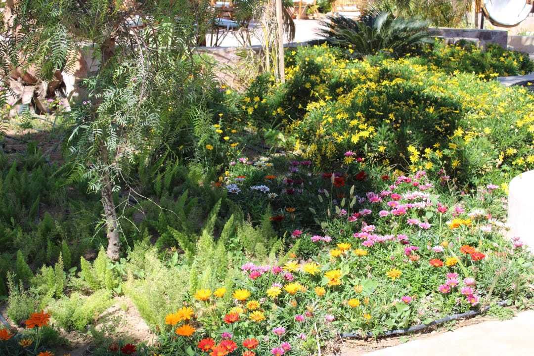 Gartenanlage Fort Arabesque Resort, Spa & Villas