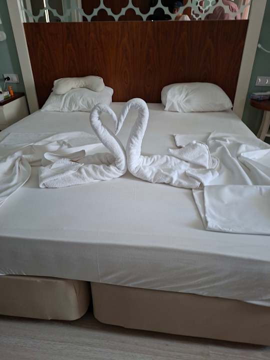 Zimmer Seashell Vega