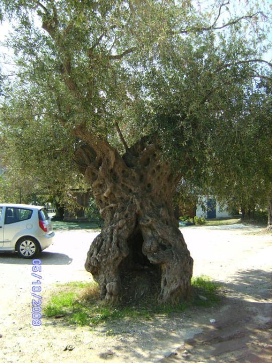Olivenbaum Hotel Dionysos