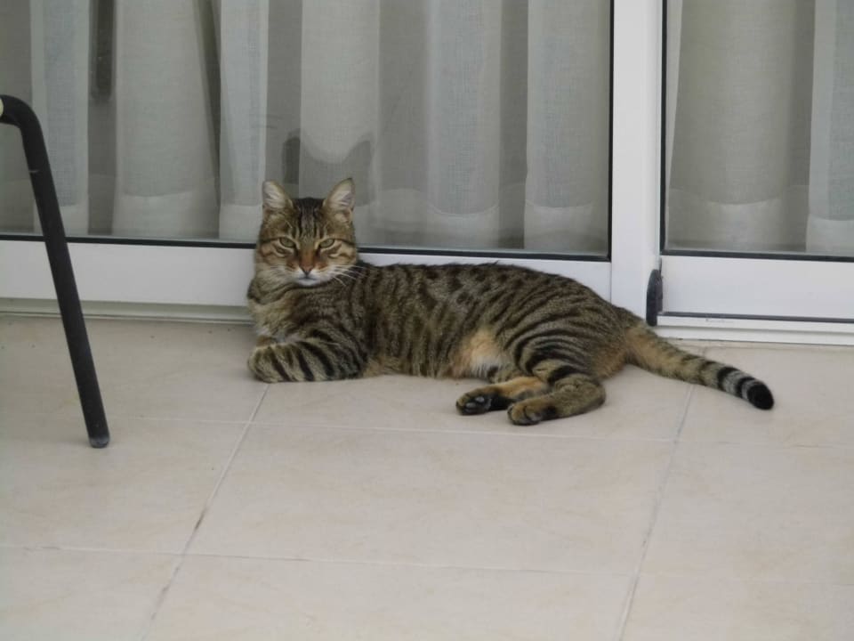 Hotelkatze  Dream Family Club