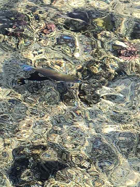 Strand Pickalbatros Oasis Hotel - Port Ghalib