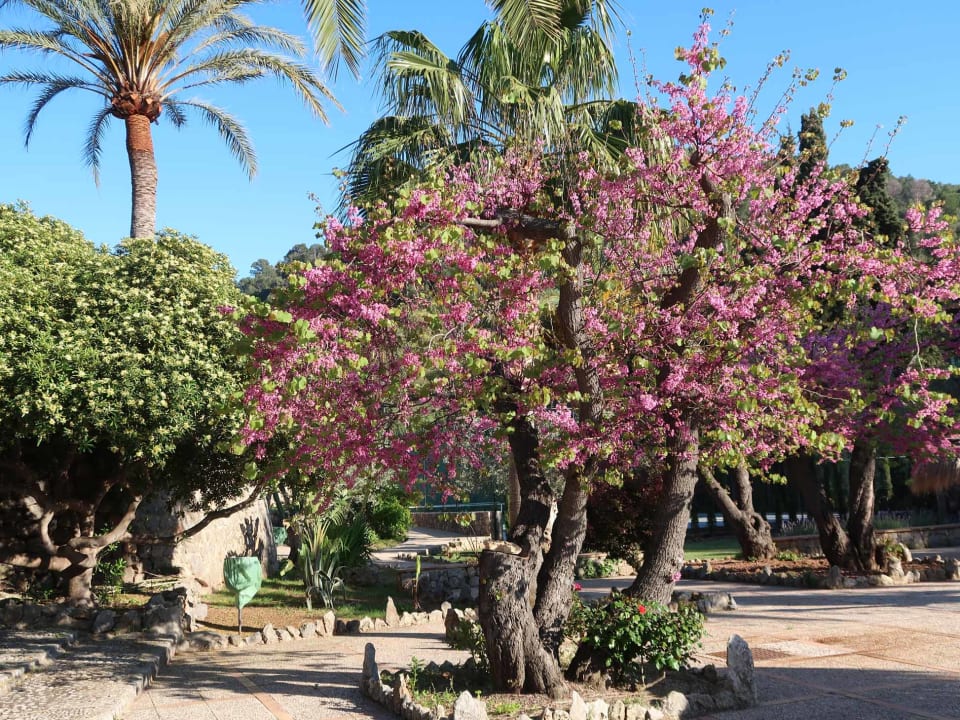 Gartenanlage Hotel Es Port
