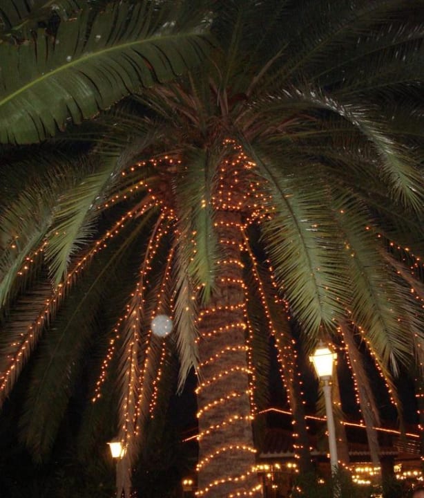 Wunderschöne Palme mit Beleuchtung Hotel Parque Tropical