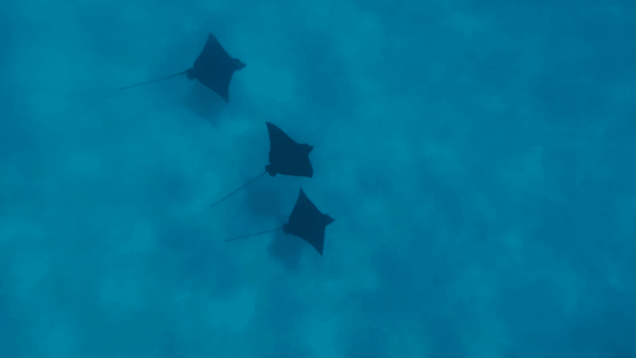 Sport & Freizeit Hotel Riu Palace Maldivas