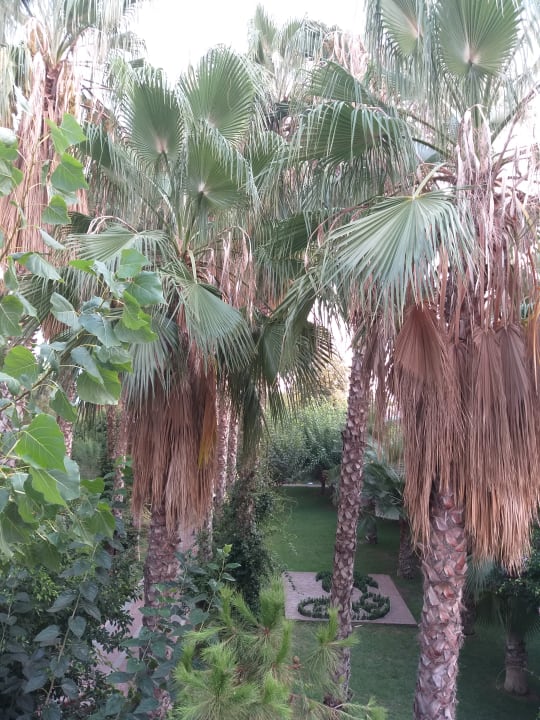 Gartenanlage Hotel Gardenia Beach