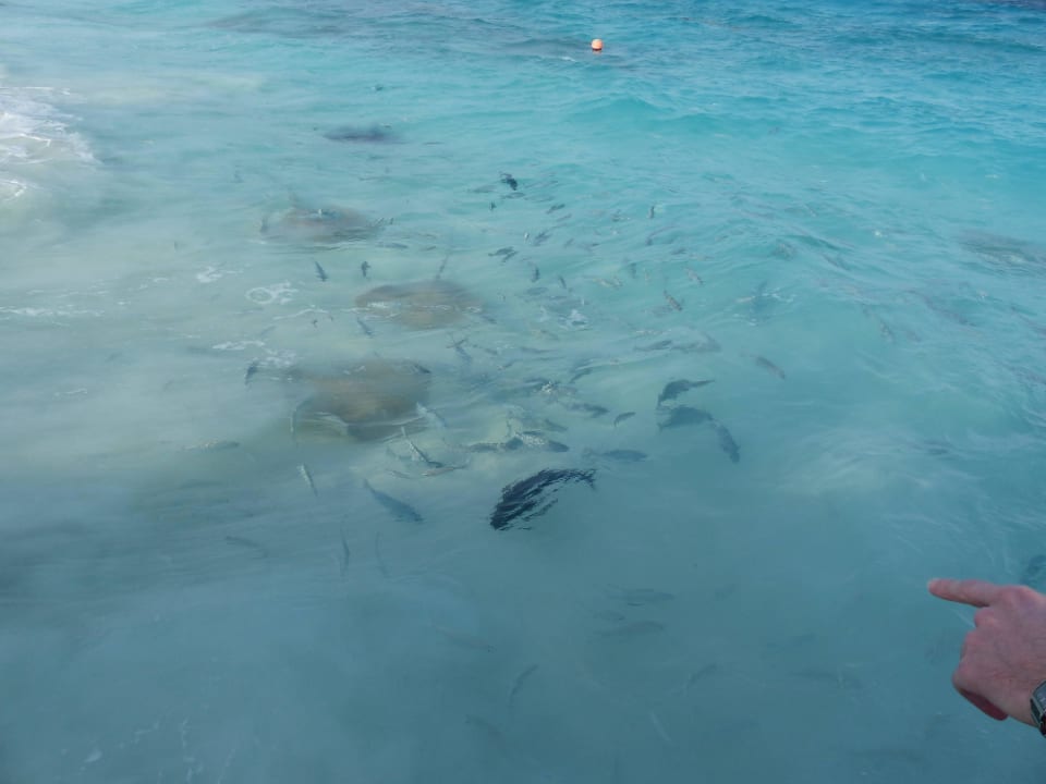 Tägliche Rochenfütterung NH Collection Maldives Reethi Resort