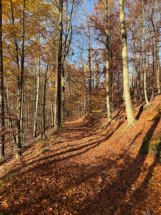 Sport & Freizeit Panoramic - Ihr Apartmenthotel im Harz