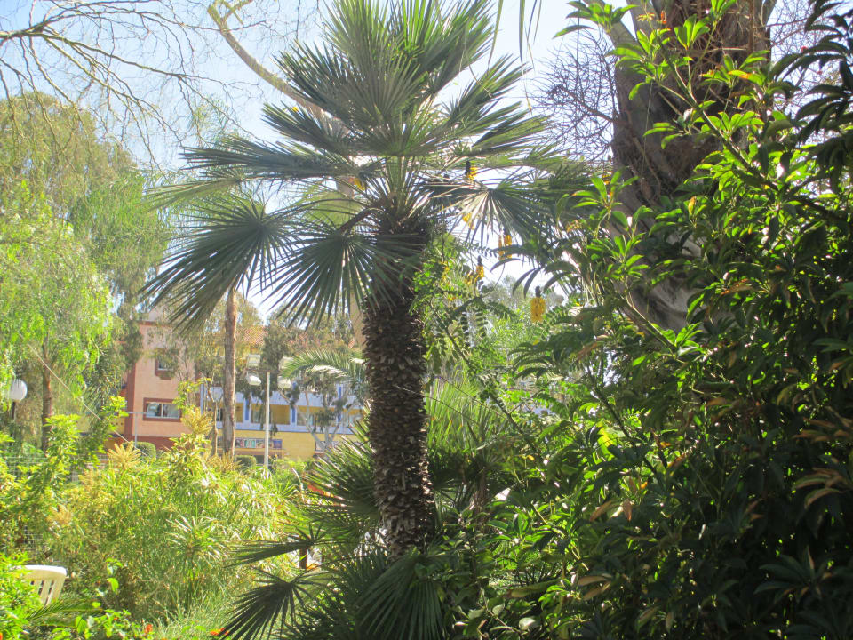 Palmen  Park Club Europe