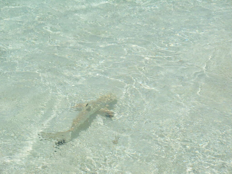 Haialarm direkt vor den Füßen Summer Island Maldives