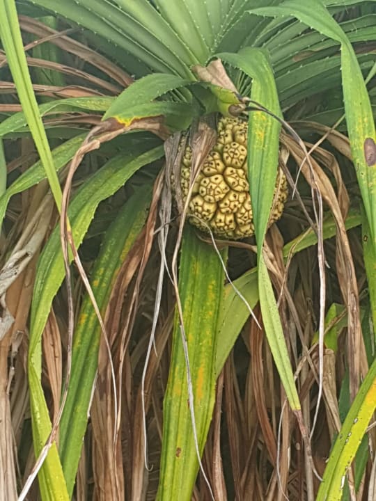 Gartenanlage NH Collection Maldives Reethi Resort