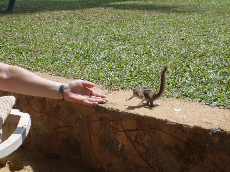 A-Hörnchen  Goldi Sands Hotel