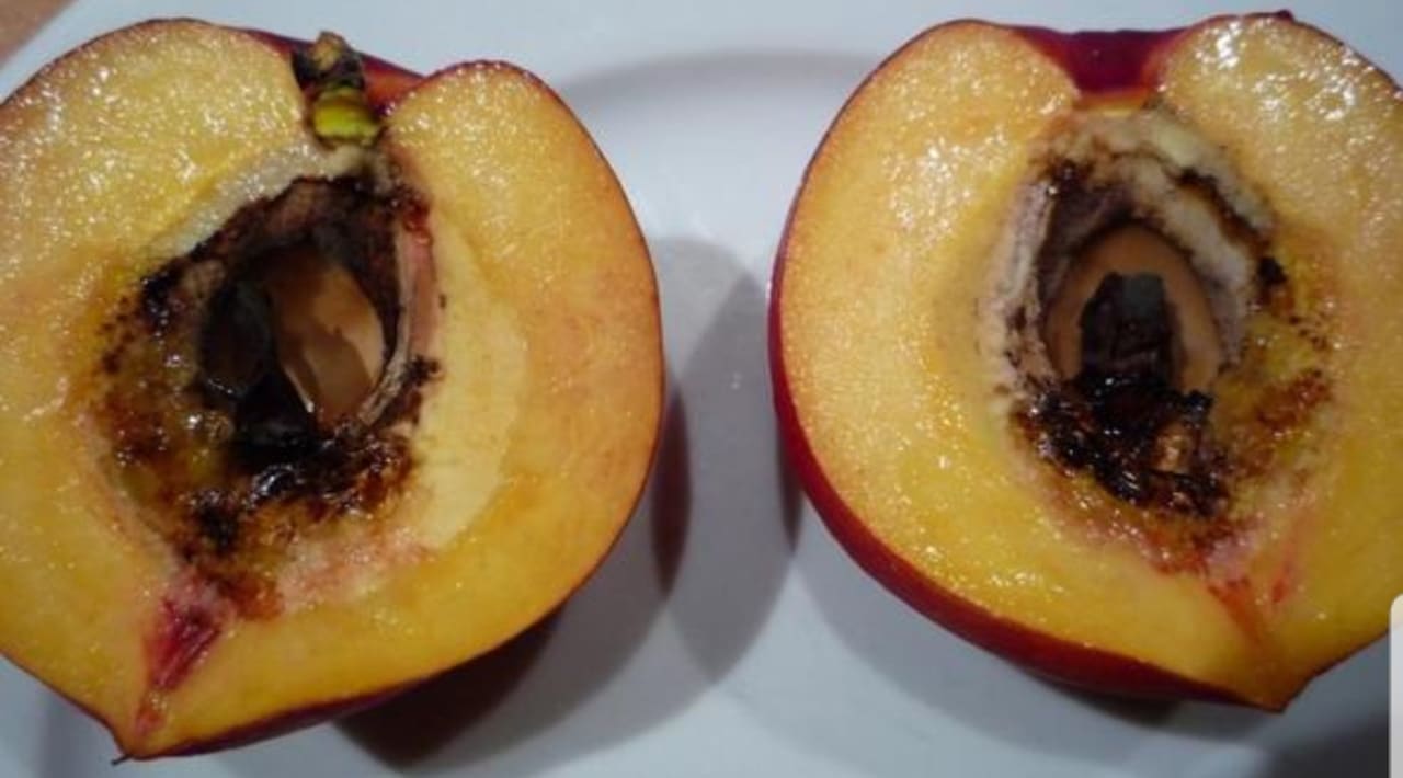 Gastro Hane Family Resort