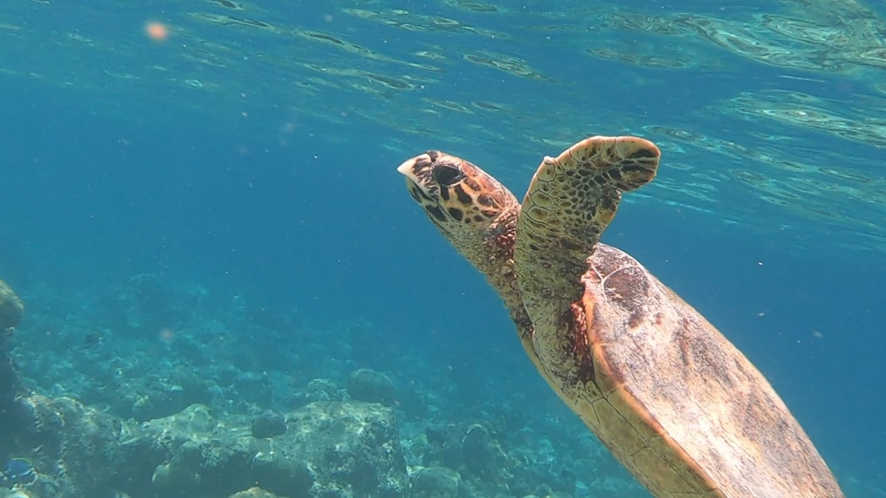 Sport & Freizeit NH Collection Maldives Reethi Resort