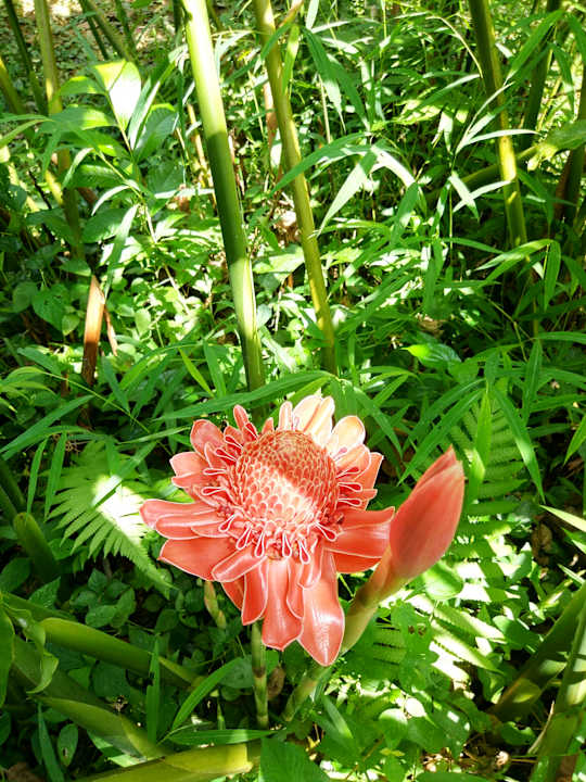 Gartenanlage Hotel Khao Sok River Cottages