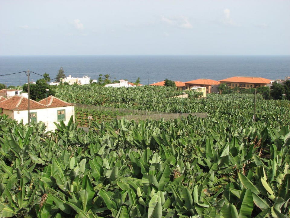 Blick über die Bananenfelder Villa Rosalva