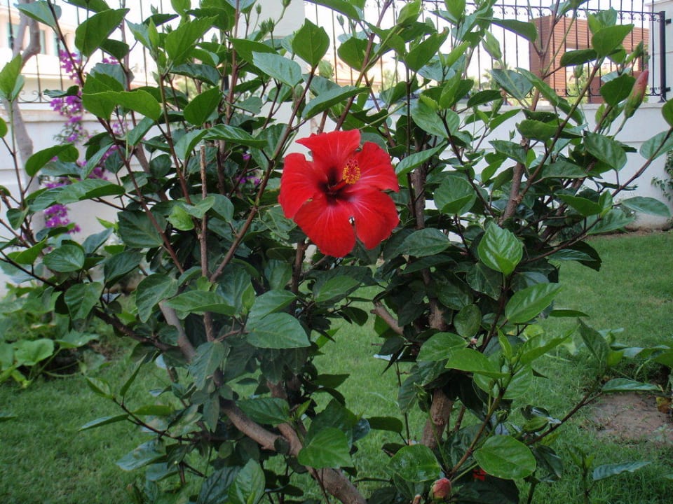 Blütenpracht in der Anlage Alba Queen Hotel