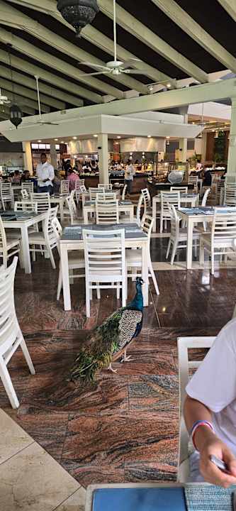 Gastro Vista Sol Punta Cana